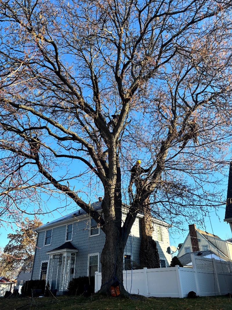 Every young child aspires to climb trees. For many of us, this longing never truly goes away.  There are a select few extremely privileged people in the world who never have to outgrow that desire. #treeclimbers#johnsonopstreecare#thecrew