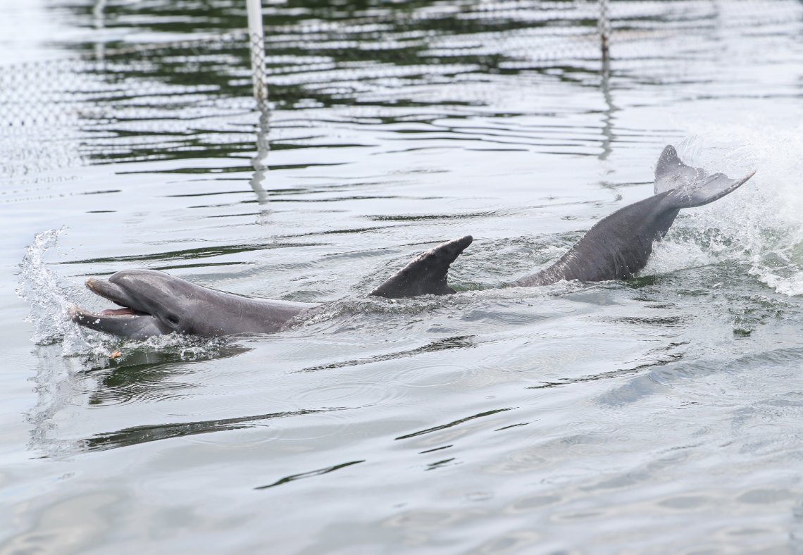 DolphinResearch's tweet photo. We can't get enough of Sandy's fountain behavior! 🌊 https://t.co/Lb8Rac3EVo