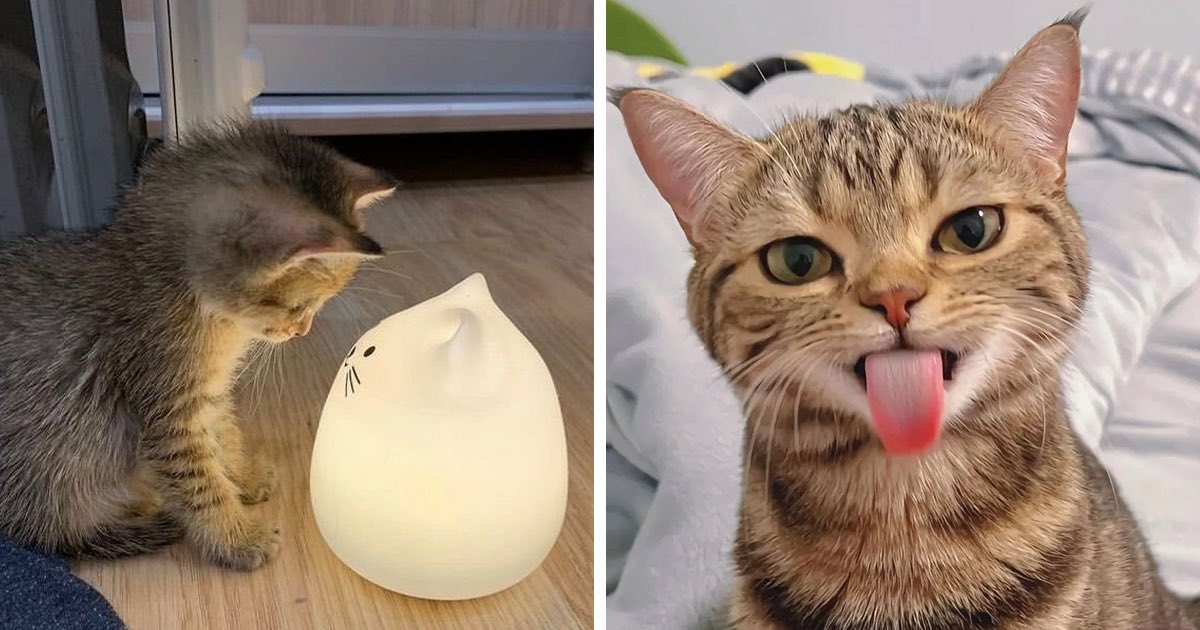 Who doesn’t think this is adorable? 😻