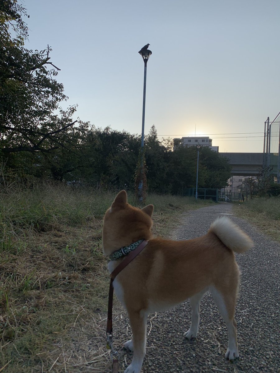melongunma's tweet photo. ぐんま君、カラスに憧れて飛びたいのかな？
#柴犬 #ガン見の柴 #実はカラスが怖くて目が離せない https://t.co/7RexfkWvzS