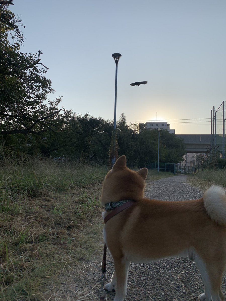 melongunma's tweet photo. ぐんま君、カラスに憧れて飛びたいのかな？
#柴犬 #ガン見の柴 #実はカラスが怖くて目が離せない https://t.co/7RexfkWvzS