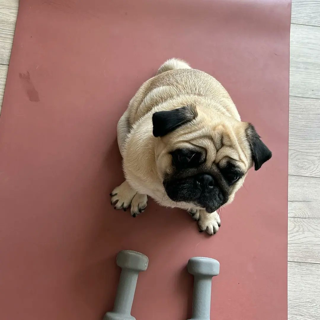 pug_lover_club7's tweet image. They still refused to share some BBQ after your 5 mins work out
Follow :@pug_lover_club7
#pug #pugdog #puggo