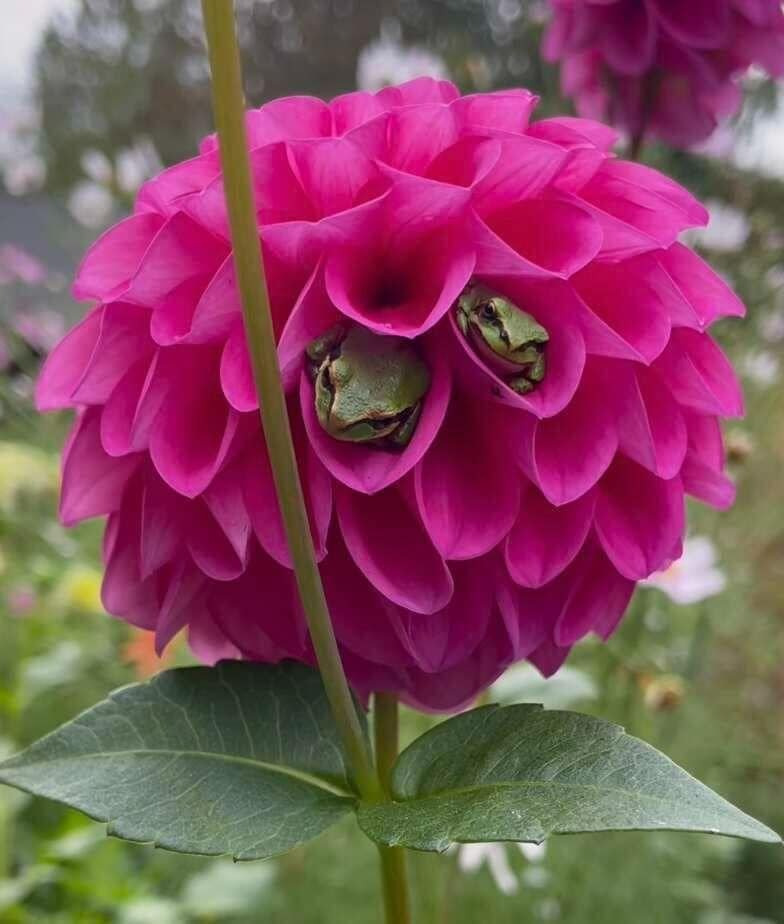 We need something to make us smile... Dahlias becoming a hotel for frogs... 🥰😊👇