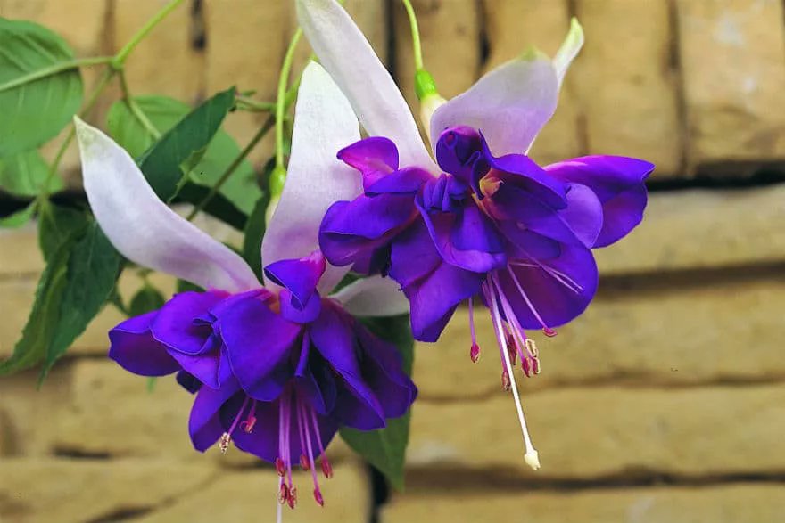 daily plants tweet media