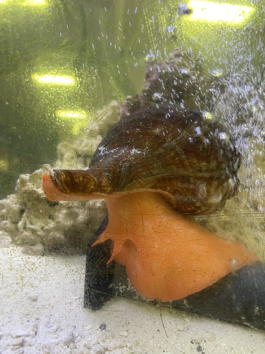 Aquarium & Shark Lab tweet media