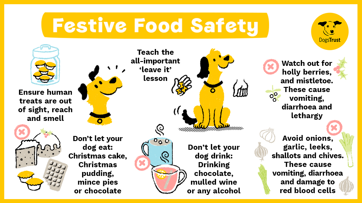 As delicious as festive food is for us humans, it can make dogs really poorly 💔🐾 This #BoxingDay, make sure your four legged friends stay safe by reading our #Christmas advice below⬇️