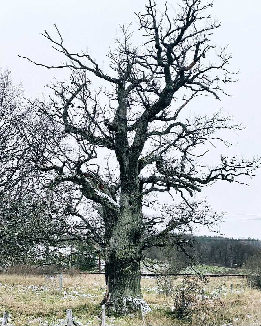 I pass by this ancient tree in the countryside going to work. I love it and call it ‘The Witches Tree’.
#WitchWednesday #AncientTrees #Tree