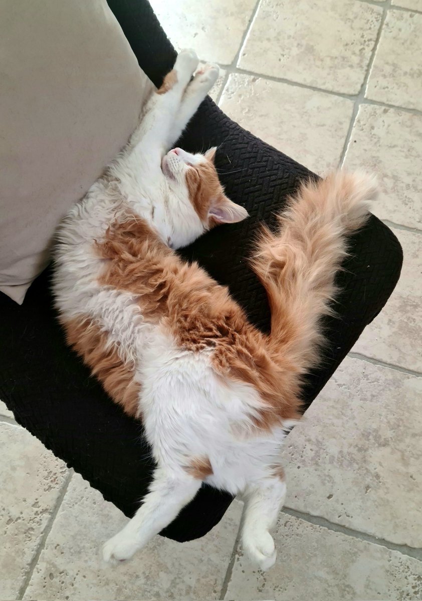 Nic_Vera's tweet photo. La dure vie du #ConDeChat https://t.co/ZKoBEgbeYt