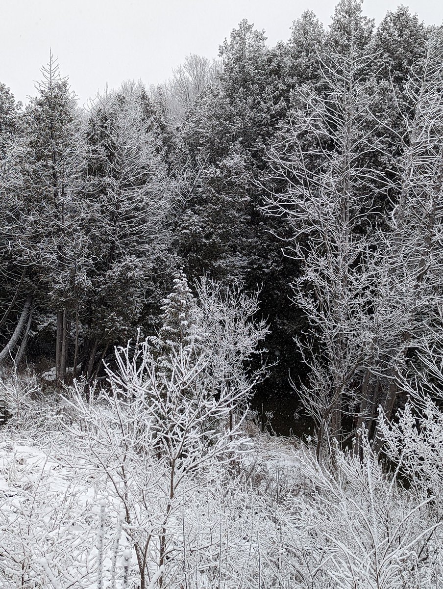 Okay, I admit it, winter can be beautiful.

#ohcanada #Winterludes #SnowDay #canadianauthor