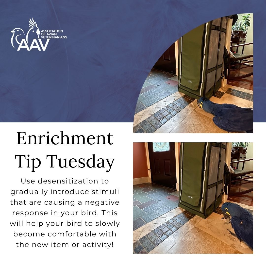 aavonline's tweet photo. Desensitization is when the stimulus is provided at such a low level that no response is seen. As the bird becomes less reactive, desensitization is continued through controlled exposure to more intense levels of the stimulus
#aav #aavmember #avianvets #avianveterinarians https://t.co/NIBiV3XQ6T