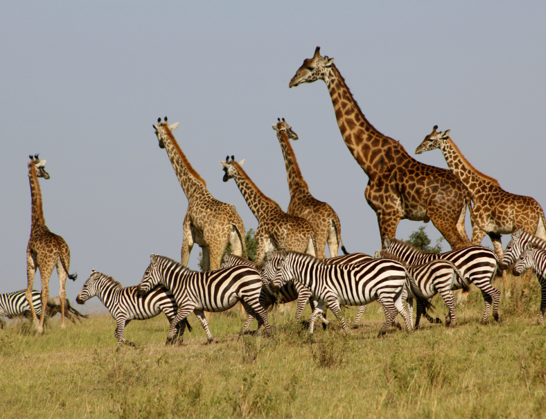 #Herds of #Giraffes with #zebra , #Kenya . . . #AfricaZebra #WildGiraffes #KenyaGiraffes #AfricaGiraffes #LongNeck #Giraffa #WildlifeParenting #AfricanHerbivore #Mammal #KenyaWildlife #KenyaTrip #WildAnimals #AfricaSafari #Savanna #Habitat #AfricanWildlife #WildlifeEnglish