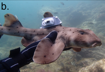 DaniOrrell's tweet photo. Serious question. Is this the cutest animal ever tracked?🦈 https://t.co/ezRalJvW1C