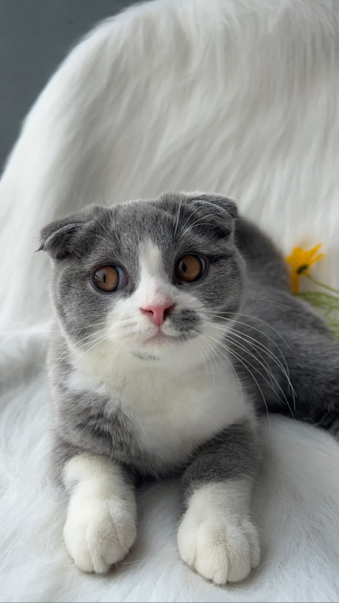 Adopsikucingtgr's tweet photo. Open Jasa pacak kucing lokasi 📍BSD - tangerang
🐱Jantan, scottish fold (double fold)

Minat Dm💌

#pacakkucing #jasapacak #jasapacakkucing #kucingbirahi #kucingkawin #pacak #kawinkucing #pecintakucing https://t.co/TJxM0myh6P