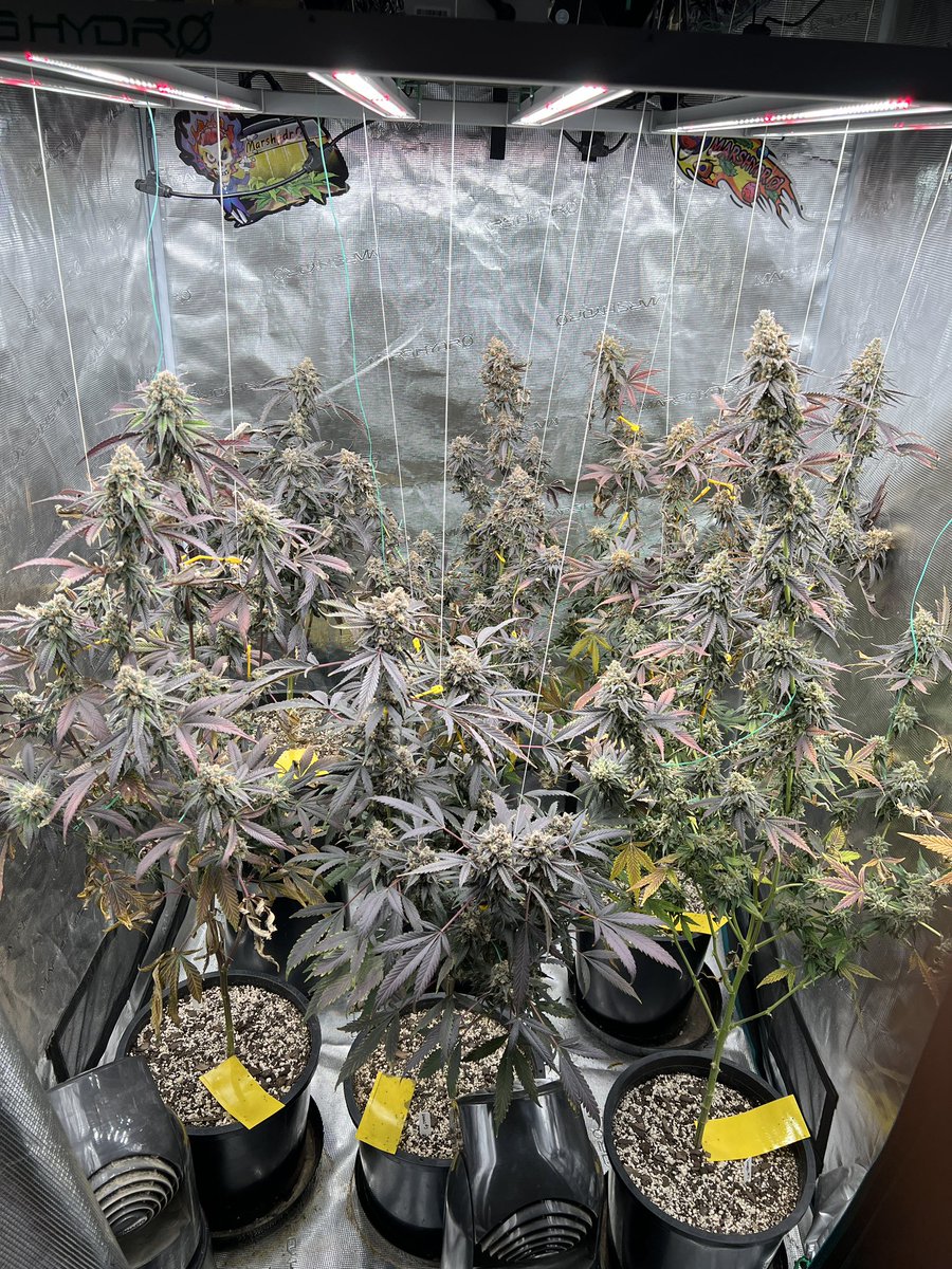 GoodMorning! Day 55 of flower on this hunt and these sexy ladies growing under the #marshydrofce4800 are on trichome watch! All milk with some amber creeping in, soon! Very soon!!