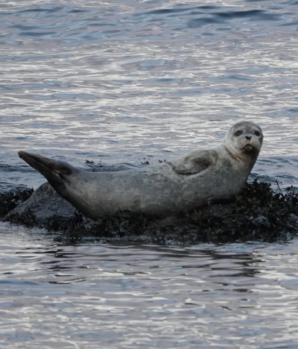 Common Seal from the Prom in Portstewart this morning #NaturePhotography #nature #naturecommunity