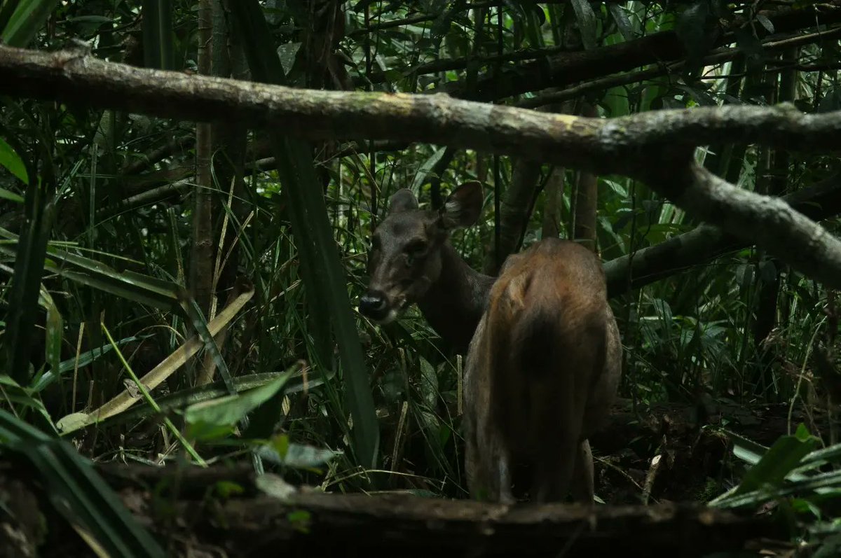 On #NationalNatureConservationDay, RER was honored to support the Riau Nature Conservation Agency (BBKSDA Riau) and the Riau Regional Police (POLDA Riau) in releasing 4 sambar deer 🦌 in our RER restoration area in Kampar Peninsula. 
#ExploreRER #Deer