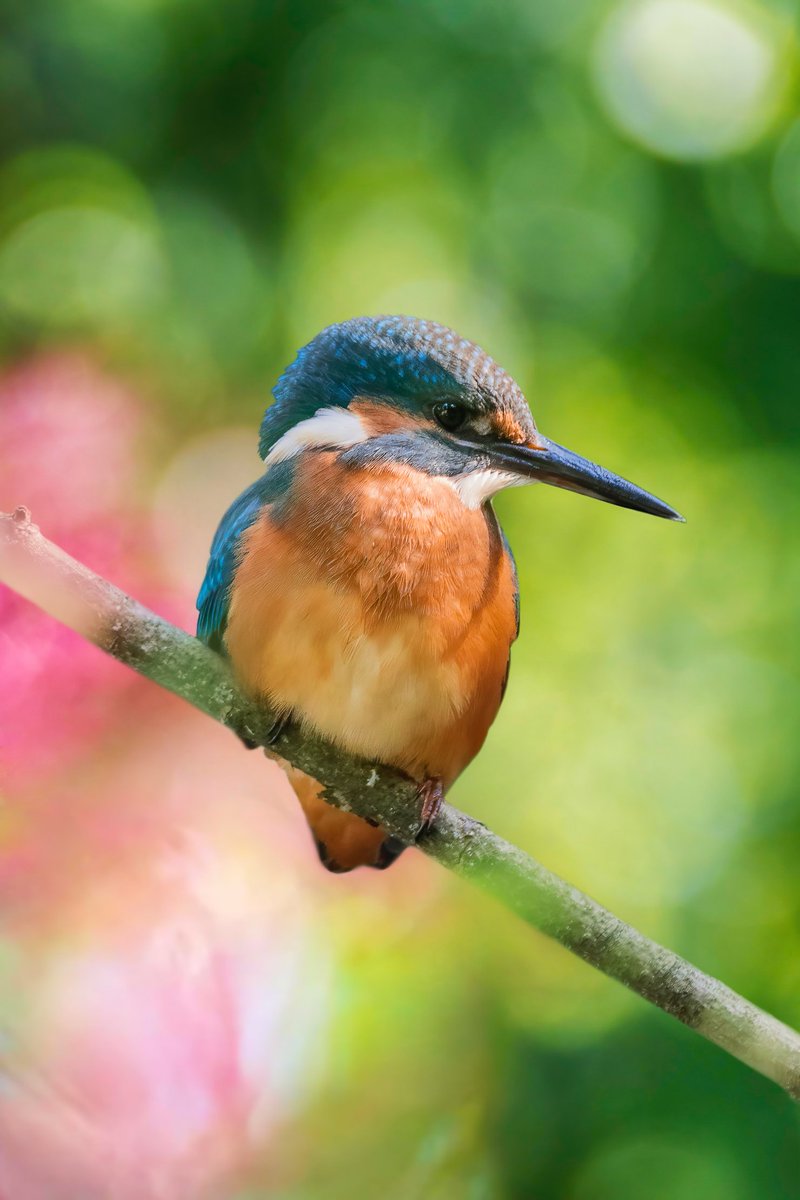 Fatiguée et démotivée de voir mon travail faire flop sur flop...
Je n'ose même plus publier mes nouvelles photographies 😞
Je tente une dernière nouveauté avec cette photo d'un Martin pêcheur juvénile, photographié au printemps. Ces oiseaux sont de vraies petites pépites 🐦✨