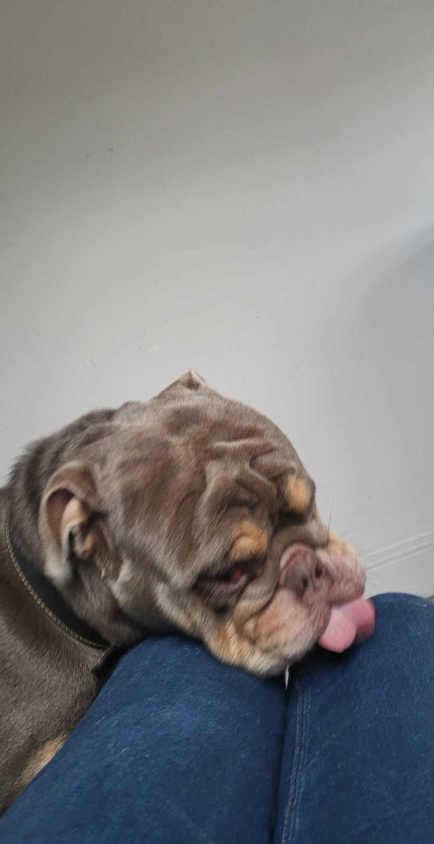 Happy #TongueOutTuesday Friends! #Animals #Dogs #Bulldog