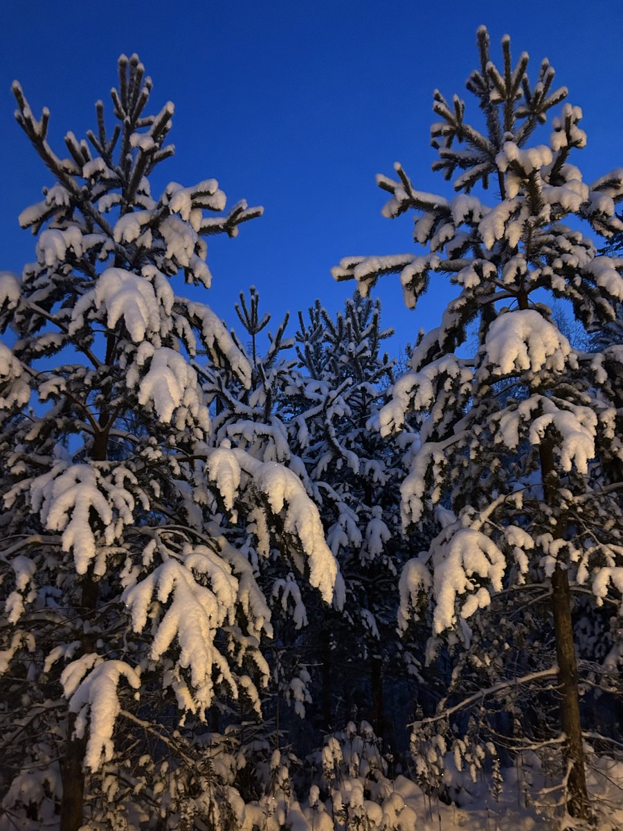Pakkasella luonto toistaa Suomen lipun värejä. Sininen hetki, jota vasten lumiset puut loistavat valkeina timantteina. Suomalaisuus on kytkeytynyt ympäröivään luontoon; metsiin, järviin ja soihin. Sinne pohjaa voimamme ja sieltä nousee tulevaisuutemme.
Hyvää itsenäisyyspäivää!