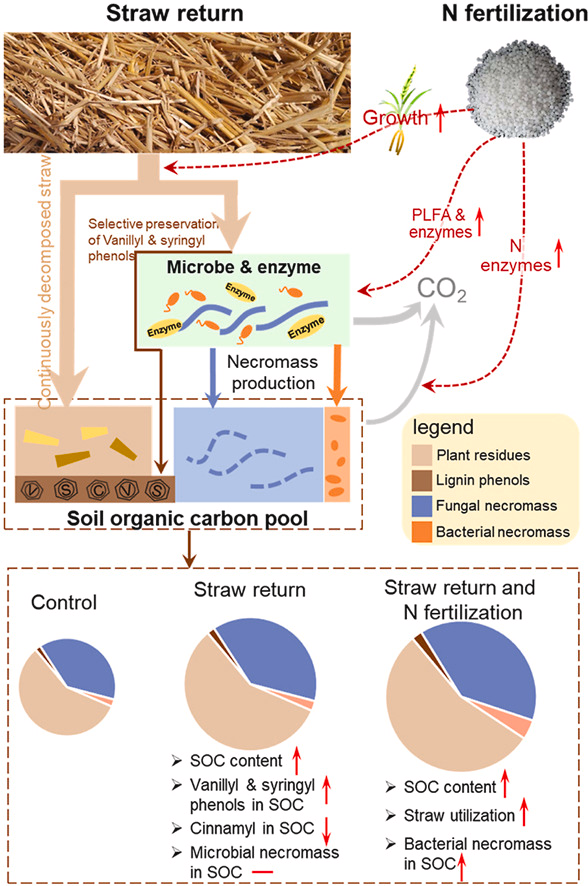 MartinOesterhel's tweet photo. Agregado de rastrojo + fertilización con nitrógeno aumentó el carbono del suelo en un experimento de 18 años. La fertilización construyó materia orgánica porque aceleró la conversión de residuos vegetales en necromasa microbiana https://t.co/HaVBDlPLLA
