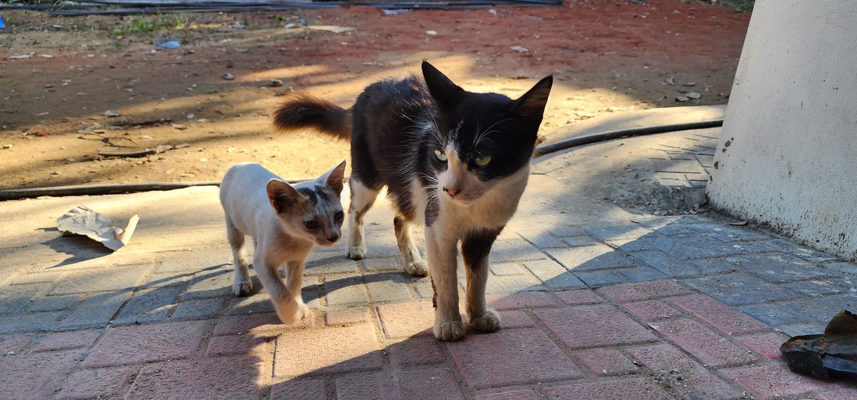 mycat_muezza's tweet photo. Muezza with her kitten

Read her stories: https://t.co/YArohNU6Hj

#CatsOfTwitter
#CatLovers
#MeowMonday
#WhiskerWednesday
#FelineFriday
#Caturday
#CatLife
#KittyLove
#Purrfect
#CatsofInstagram
#TabbyTuesday
#CuteCats
#CatNap
#CatMom 
#KittenLove
#RescueCats
#CatPhotography https://t.co/rZnl6fQ1iH