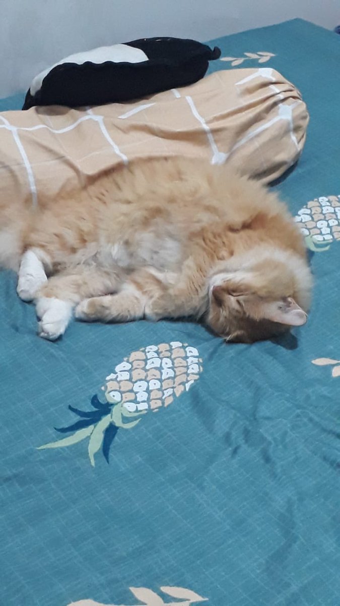 hourlyoyen's tweet photo. mama tuh sbenernya gasuka sm kucing. tapi semenjak ada oyen di rumah, jadi kyk love hate relationship.

contoh: sederhana tapi bikin mama ngelus dada (oyen tidur di tmpt tidur mama). gitu sempet2nya difoto🤣 https://t.co/M38aFvdrqj