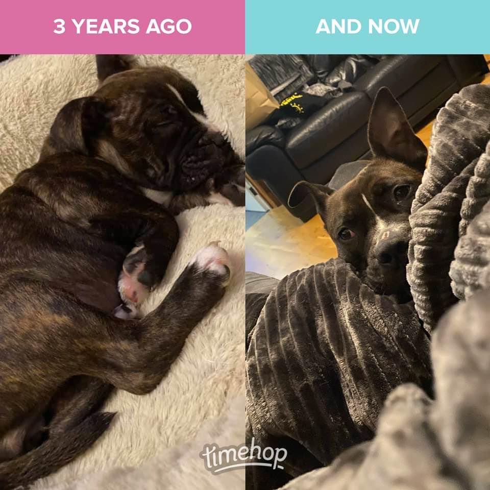 nicj01's tweet photo. 3 years ago we got the wee Brookster!  Couldn’t be without her 🥰 she’s my wee buddy glued to my side. Still working on that smile 🐾🐶 #puppylove #gotchaday #lovesmethemost #furbaby https://t.co/re8ReOpAQK