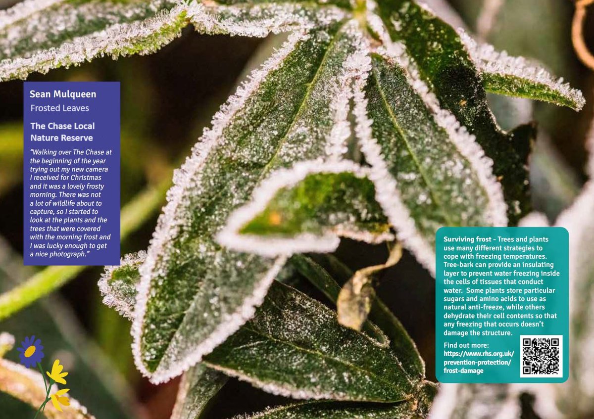 It's already December! The weather has turned chilly & we are counting down to revealing our #WildFreeLBBD photo #competition winners for the 2024 #calendar. In the meantime please enjoy this frosty scene by @carper18 📸🍃 #Nature #wildlifephotography #leaves #Frost