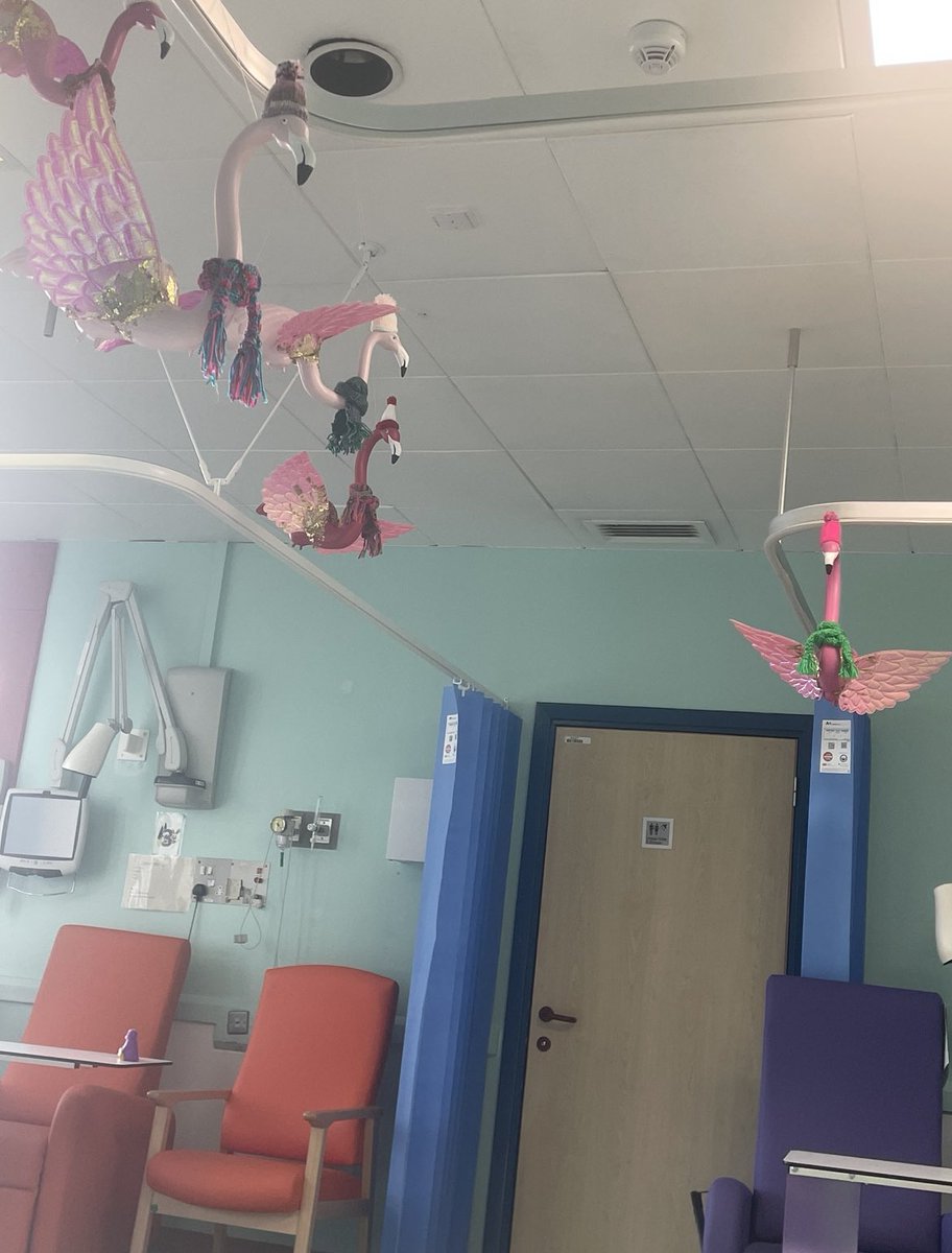 The Festive Flamingos have arrived to bring cheer to our Children’s Dept @RoyalFreeNHS 🦩Lots of thanks due: 🦩Margaret @RoyalFreeChty for the little hats 🦩My aunt for knitting🧣 🦩My hubs for hanging them 🦩The Merry Mingos are #upcycled from my wedding afew years ago!♻️