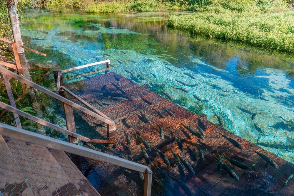 One place where you can relax and forget about everything - Sucuri river in Bonito!

buff.ly/3rIhBiL 

#sucuririver #riosucuri #barradosucuri #BonitoBrazil #CrystalClearWaters #SnorkelingAdventures #UnderwaterBeauty #EcoTourism #NatureLovers #ExploreBrazil #RiverLife