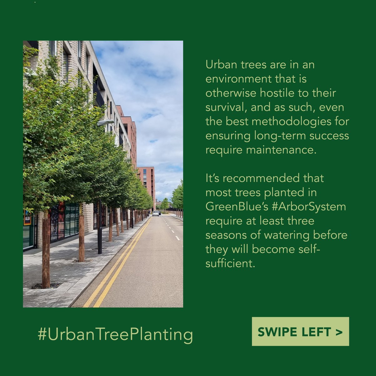 GreenBlueUrban's tweet image. Did you know that urban tree planting isn&apos;t a one-and-done gig? Trees need regular love and care to stay thriving in our urban areas 🌳

#UrbanTreePlanting #SustainableLiving #Maintenance