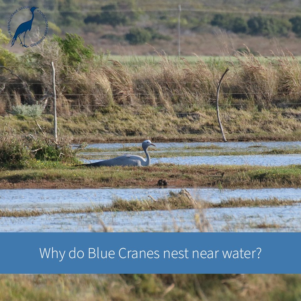 overbergcrane's tweet photo. Why do Blue Cranes nest near water?
The answer has to do with keeping their young ones safe. Blue Crane chicks can swim almost immediately after they hatch, so they roost close to water at night in order to escape into water when a predator approaches. https://t.co/5MspZeg9RK