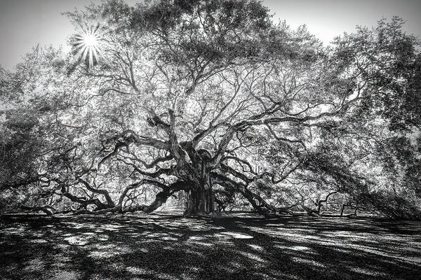 nbrandsberg's tweet photo. South Carolina Live Oak Tree, perfect sunbeam peaking out of those branches! Many awarded photograph! Purchase here:
https://t.co/Xoc7cRDCso
#angeloak #liveoaktree #southcarolina #blackandwhitetree #trees #nature #fedigiftshop #MastoArt #AYearForArt #wallart #gifts #giftideas https://t.co/WEQiqUcNhE