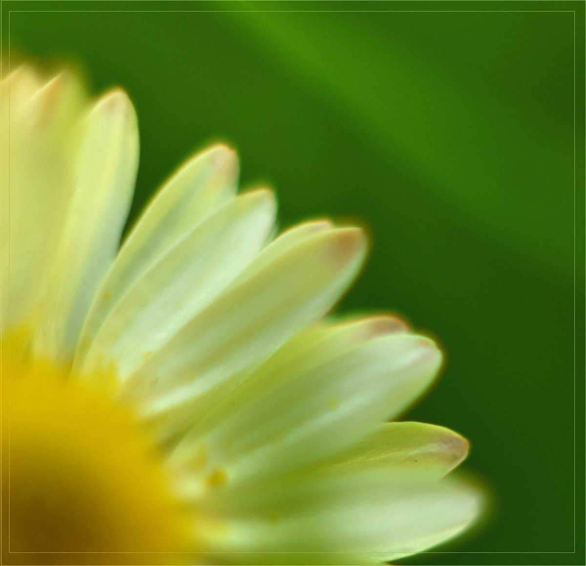 KarinWaldner's tweet photo. Wishing everybody a sunny snow day!
#macrophotography #photoexperiment #fotoExperiment #macro #artphoto #artflowers #twitterflower #Flowers #nature #NaturePhotography #gardens #flowerphotography #FlowerArtweek #BloemTwitter #tuinfoto #artiste #womanphotographer #Karinsky https://t.co/FEcscgXvs0