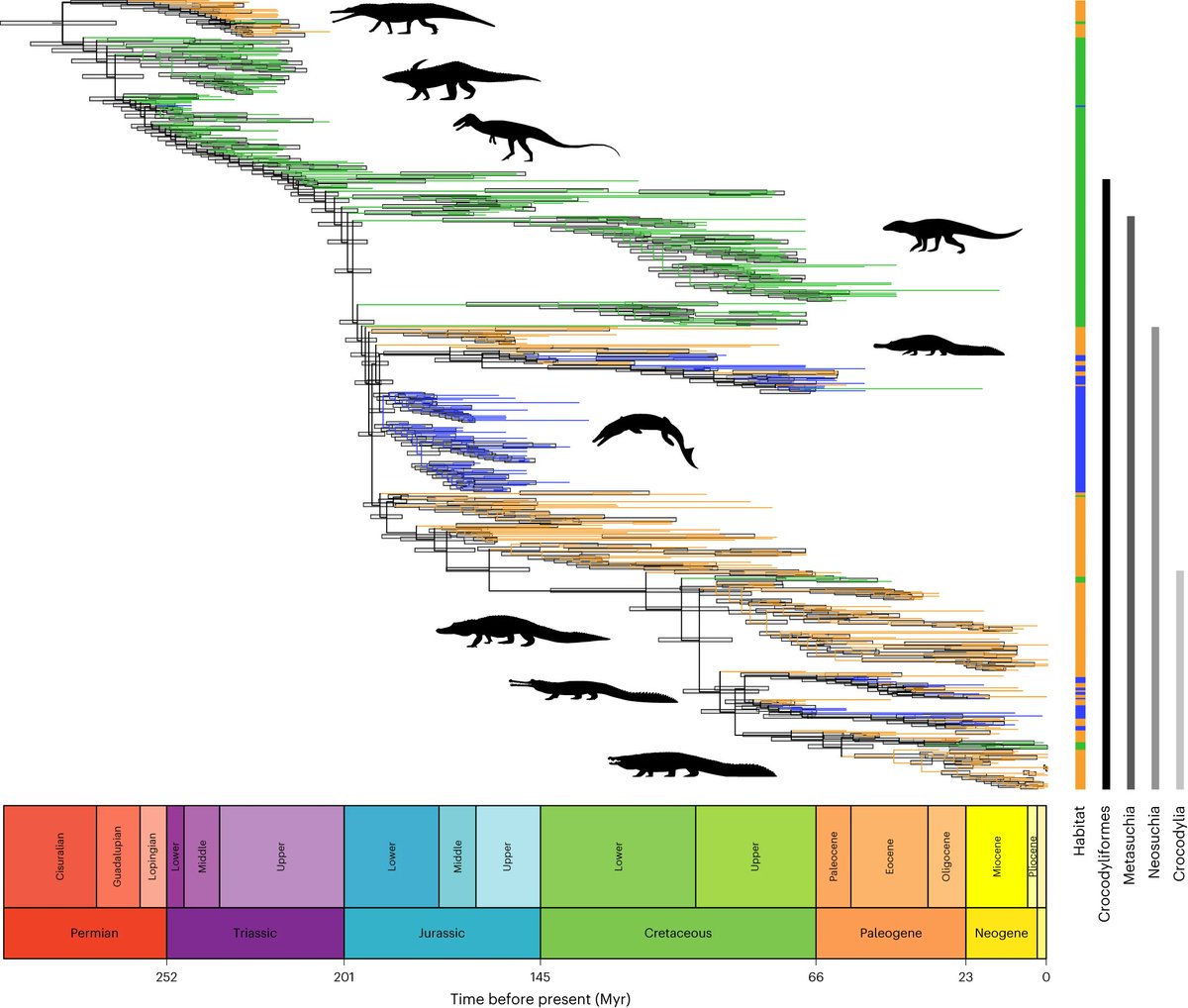 inarvaezp's tweet image. "Decoupling #speciation and #extinction reveals both abiotic and biotic drivers shaped 250 million years of diversity in #crocodile-line #archosaurs", new paper by @AlexRDPayne, @pdmannion, @GraemeTLloyd and @drkatiedavis published in @NatureEcoEvo 

▶️ nature.com/articles/s4155…