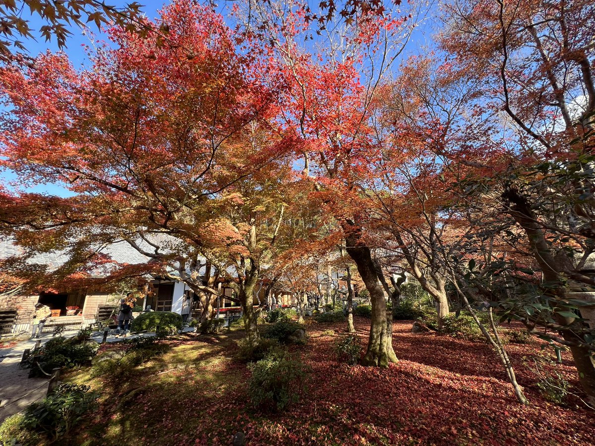 tocokyoto's tweet photo. 圓光寺の紅葉🍁散り紅葉ですが、紅い絨毯が広がっていました。本当にここはずっといられる。むしろ離れたくないほど居心地がいい。いつもお庭を見ながら感動してます...✨ https://t.co/oAlVonjczR