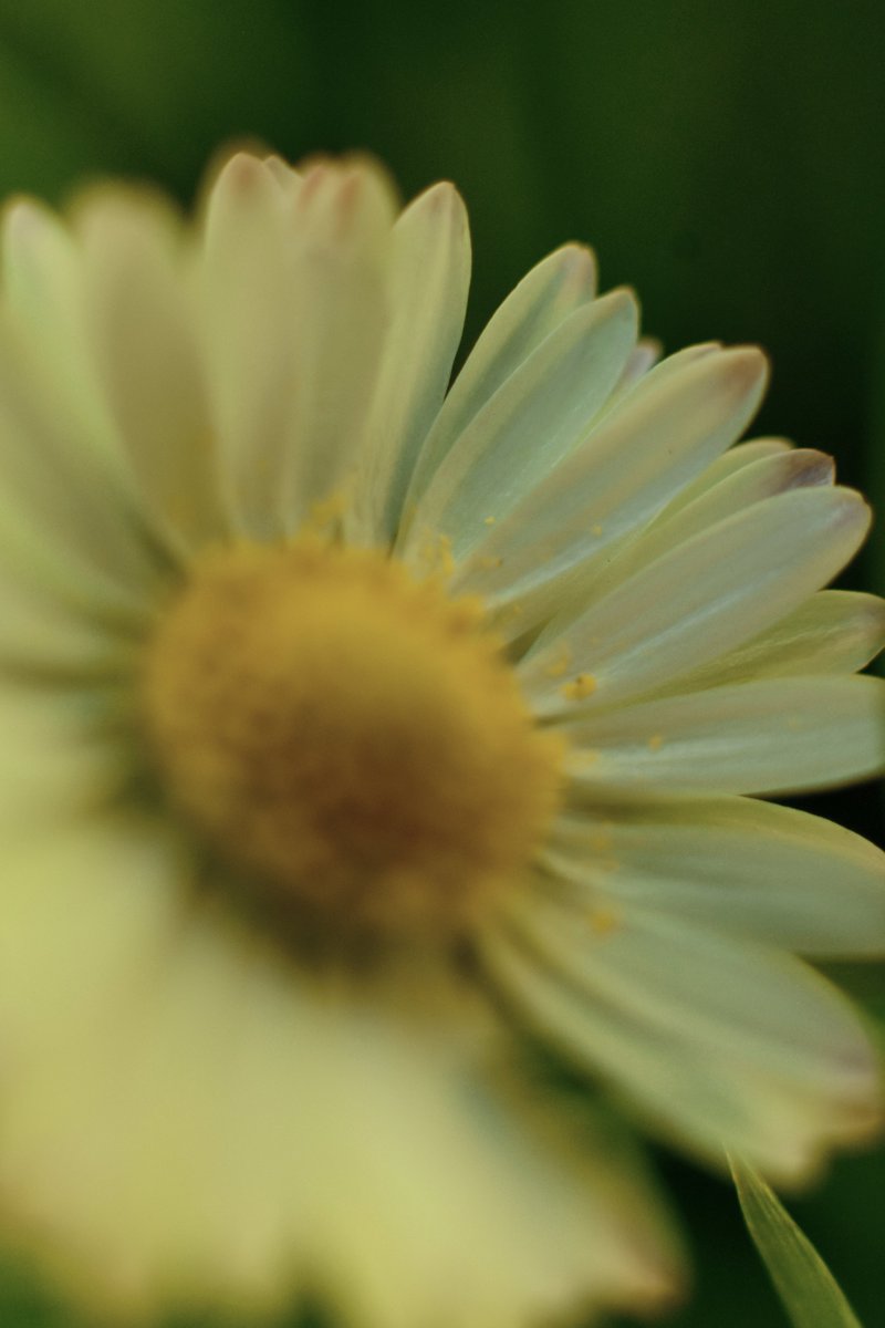 KarinWaldner's tweet photo. Some taste of spring to come ...
#macrophotography #photoexperiment #fotoExperiment #macro #artphoto #artflowers #twitterflower #Flowers #nature #NaturePhotography #gardens #flowerphotography #FlowerArtweek #BloemTwitter #tuinfoto #artiste #womanphotographer #bloemenfoto https://t.co/doNWW8bDyc