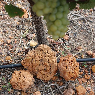 Black Oystercatcher Wines tweet media