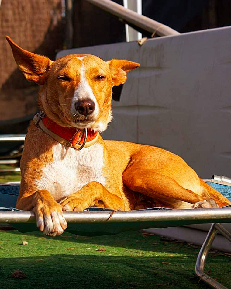 🐶 ¡𝐌𝐎𝐂𝐂𝐀 y 𝐌𝐀𝐑𝐂𝐎𝐒 todavía buscan una familia!

⚠️ RT para ayudarlos a encontrarla ⚠️

ℹ️ <a href="/elclubdekat/">El Club de Kat</a> // socioscdk@gmail.com // 619 820 142