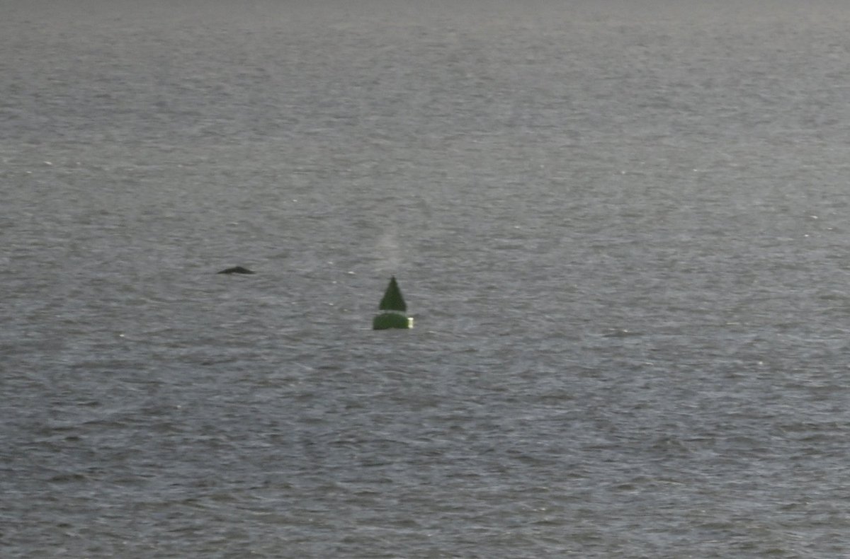 A humpback from my window! It’s been in the Firth since 2nd December #forthmarinemammals #lovenature #humpback #firthofforth