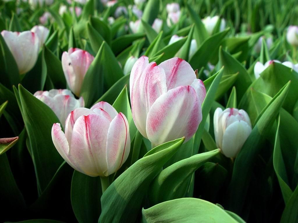 Testautomat492's tweet image. &quot;Tulips in full bloom, a sight that truly captivates. These delicate flowers bring a touch of elegance to any space. Their vibrant colors and graceful petals create a serene atmosphere. Admire the beauty of tulips, a symbol of spring&apos;s arrival.&quot;