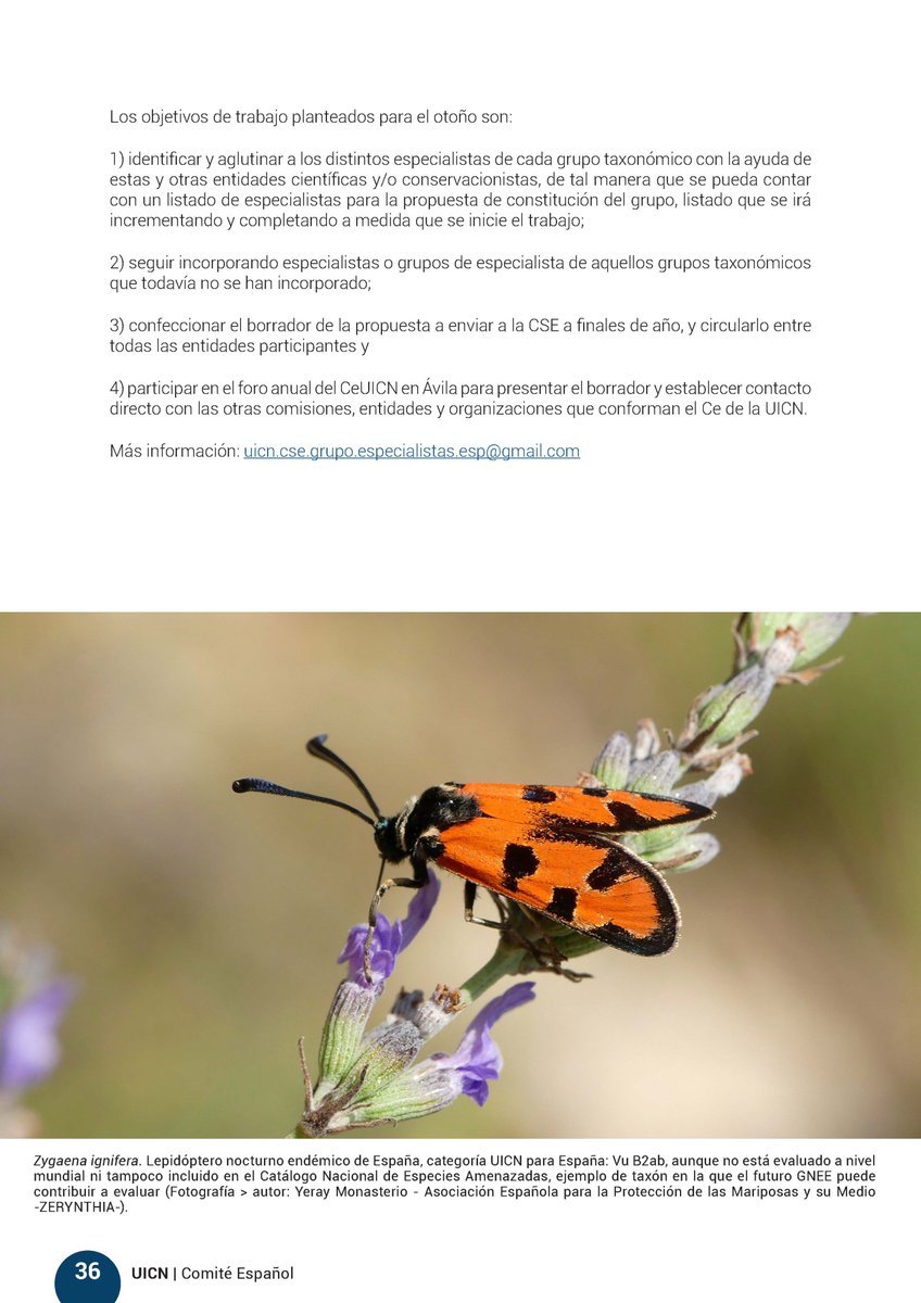 asocZERYNTHIA's tweet photo. El boletín 51 de @CeUICN recoge la constitución del Grupo Nacional de Especialistas en Especies (GNEE) de la @IUCN @IUCNsscen el que ZERYNTHIA velará por los lepidópteros en España. Confiamos en que este sea un gran avance en la conservación de nuestras especies más amenazadas! https://t.co/p74i7ntGMs