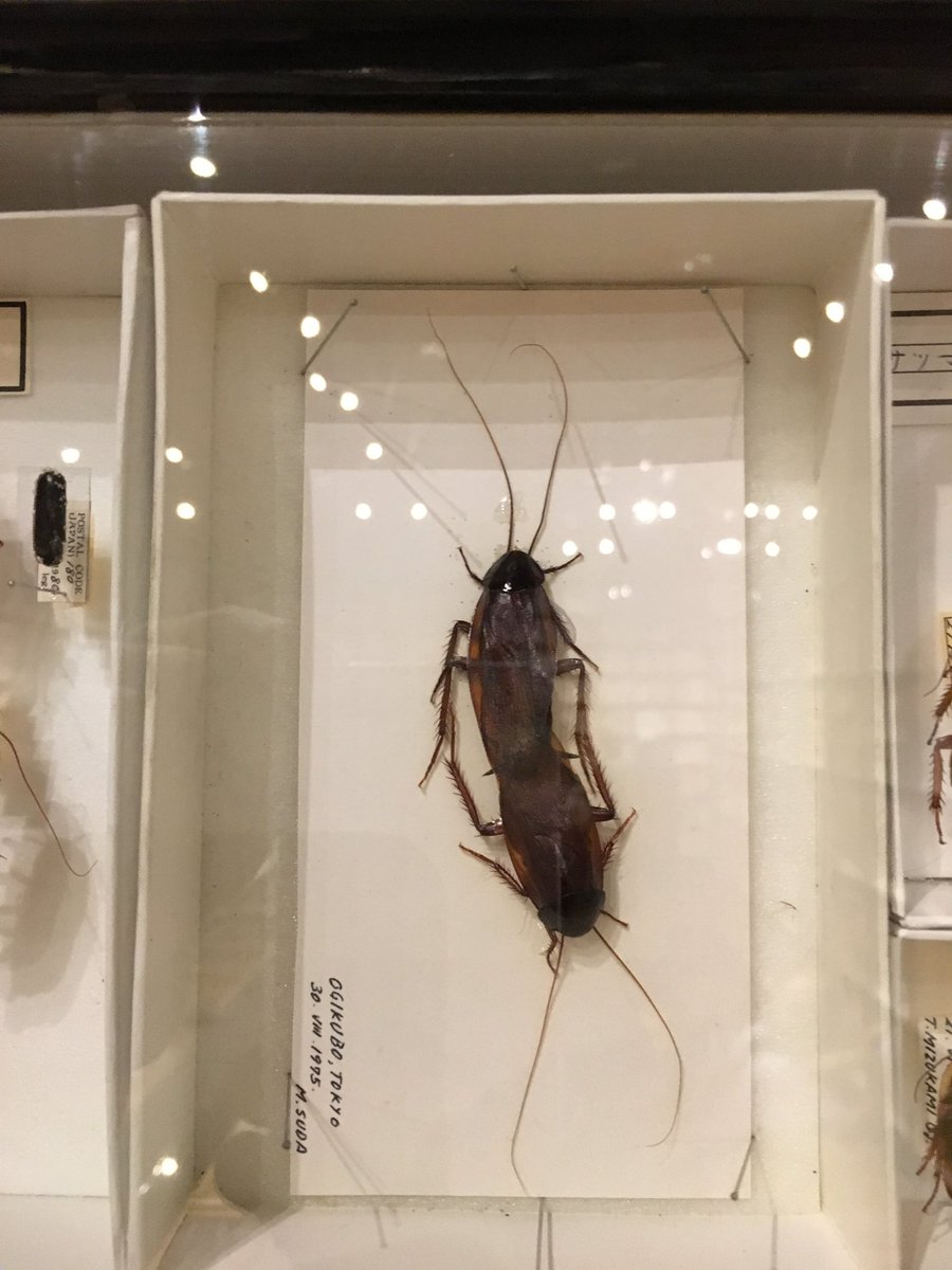 東京大学総合研究博物館で見たこのゴキブリ標本、どうやって作ったのか