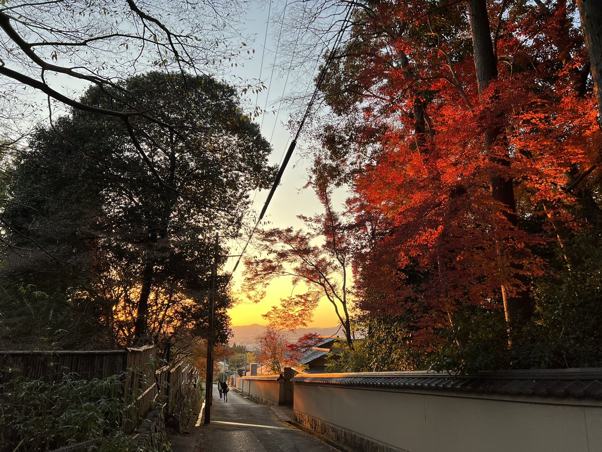 tocokyoto's tweet photo. 曼殊院は紅葉が散っていっておりますが、帰り道、夕陽で紅く染まる紅葉とオレンジに染まる山々と垣根がまた風流で、タイムスリップしたかのような懐かしさもあり。こういう道すがらに思わぬ景色があったりするので、まち巡りは楽しいです😌 https://t.co/Ug833caqoV