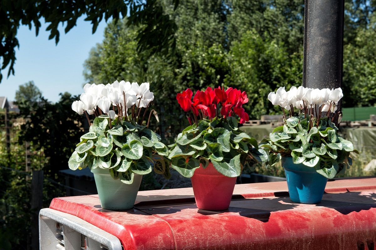Winnaars benchmark Cyclamen 2023 dlvr.it/SzkGdc Floranews.com #sierteelt #nieuws #floriculture