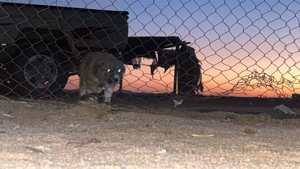 #هلال_فار
يذكرني بواحد بصله