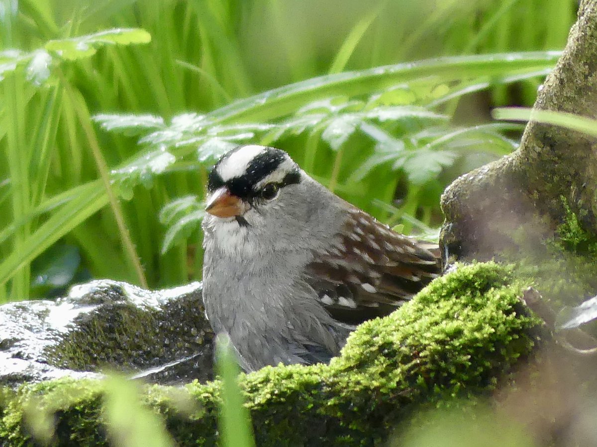 After only fleeting glimpses the White-Crowned Sparrow finally gave great views this morning to a throng of twitchers at Rosudgeon around about 11:30am @BirdGuides