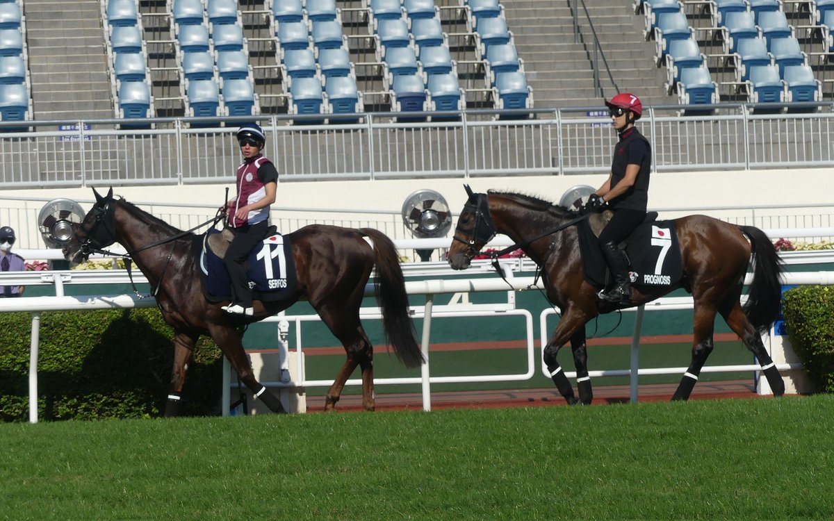 seenthestars's tweet image. Scorched earth anticipated on Wednesday morning at Sha Tin. 
Confirmed #HKIR turf gallopers:
#Prognosis 🇯🇵
Shahryar 🇯🇵
Geraldina 🇯🇵
Damon The Kid 🇯🇵
#Serifos 🇯🇵
Namur 🇯🇵
Divina 🇯🇵
Mad Cool 🇯🇵
Highfield Princess 🇬🇧
@HKJC_Racing