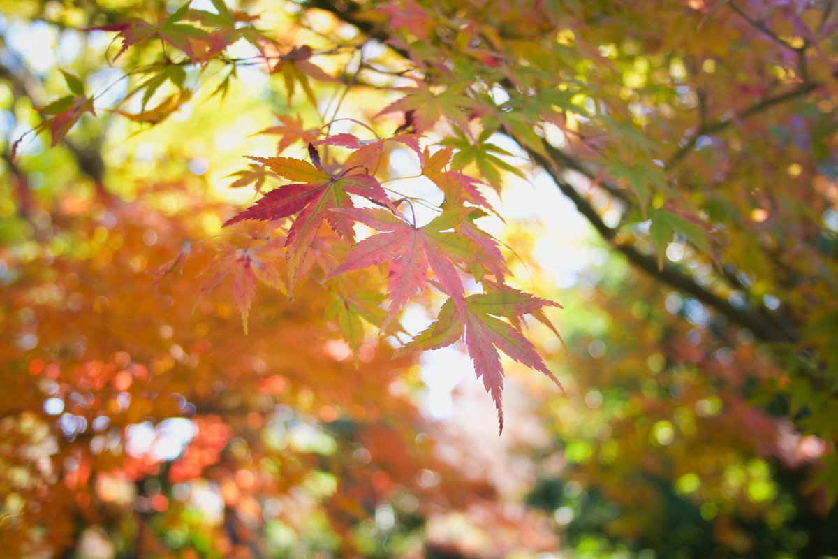 MDMYKNKM's tweet photo. いけてよかった
#南青山で紅葉狩り
#根津美術館 https://t.co/RMXTK7f5Lm