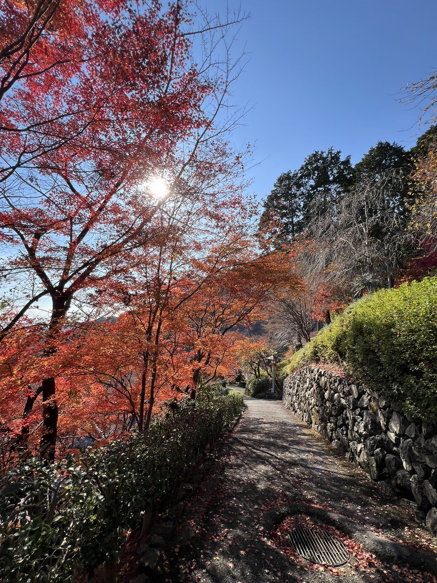 tocokyoto's tweet photo. 善峯寺の紅葉です🍁散っているものもありますが、見頃のもみじもあちこちでキラキラと色づいてます！ここは境内が広いし、見どころがたくさんで。お寺のテーマパークやなと思いました。笑 https://t.co/6BMN6je4G1
